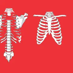 Anatomical illustration of a rib cage. Left side shows a full rib cage with spine and shoulder blades. Right side shows a partial rib cage. Pęknięte żebro odszkodowanie PZU.