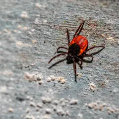 Kleszcz na drewnianej powierzchni. Uważaj na boreliozę, warto znać swoje prawa do odszkodowanie za boreliozę.