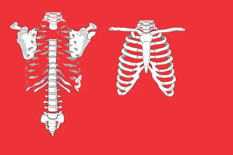 Anatomical illustration of a rib cage. Left side shows a full rib cage with spine and shoulder blades. Right side shows a partial rib cage. Pęknięte żebro odszkodowanie PZU.