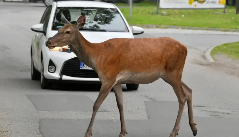 Sarna przechodzi przez jezdnię, a za nią biały samochód. Potrącenie sarny może skutkować koniecznością zgłoszenia szkody do AC.