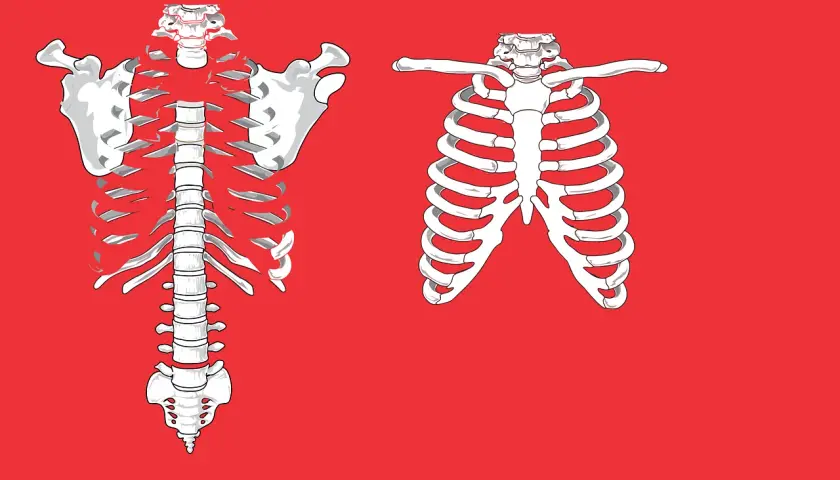 Anatomical illustration of a rib cage. Left side shows a full rib cage with spine and shoulder blades. Right side shows a partial rib cage. Pęknięte żebro odszkodowanie PZU.