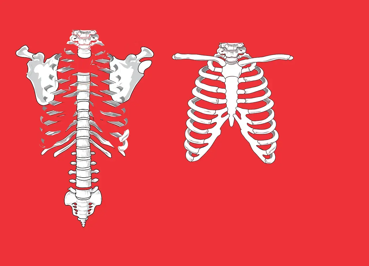 Anatomical illustration of a rib cage. Left side shows a full rib cage with spine and shoulder blades. Right side shows a partial rib cage. Pęknięte żebro odszkodowanie PZU.